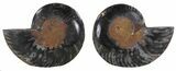 Split Black/Orange Ammonite Pair - Unusual Coloration #55566-1